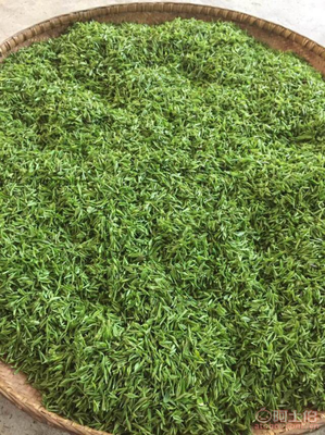 韶關(guān)樂昌白毛茶 來自深山的手工春茶與紅茶佳品